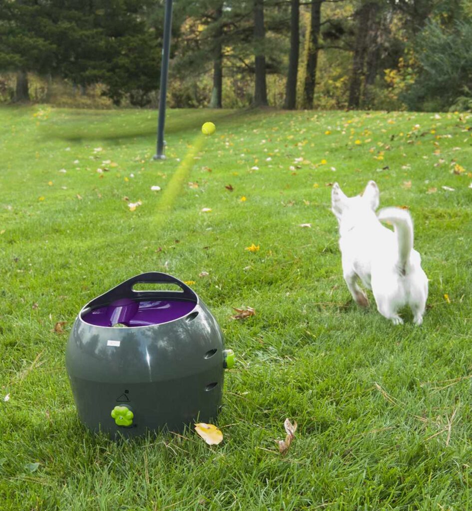 Petsafe ball launcher for best dog toys