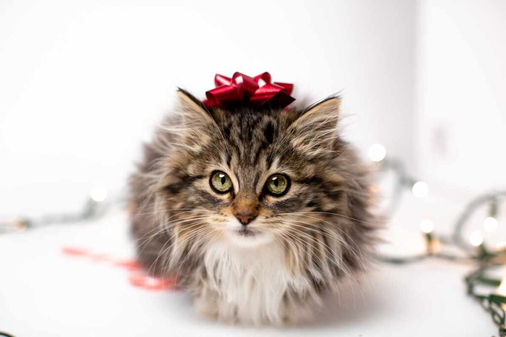 kitten with bow for best presents for pets