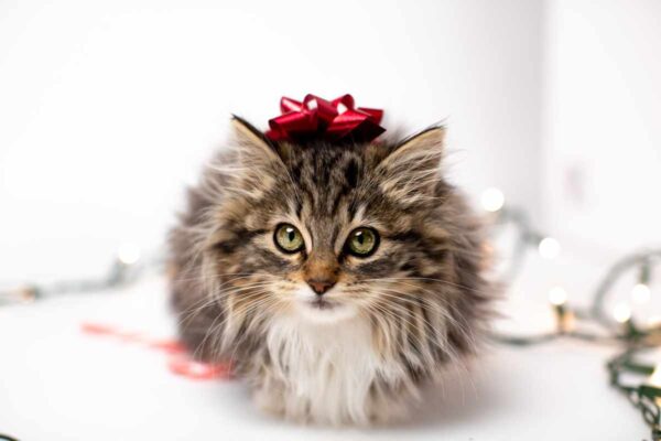 Christmas for pets kitten with bow