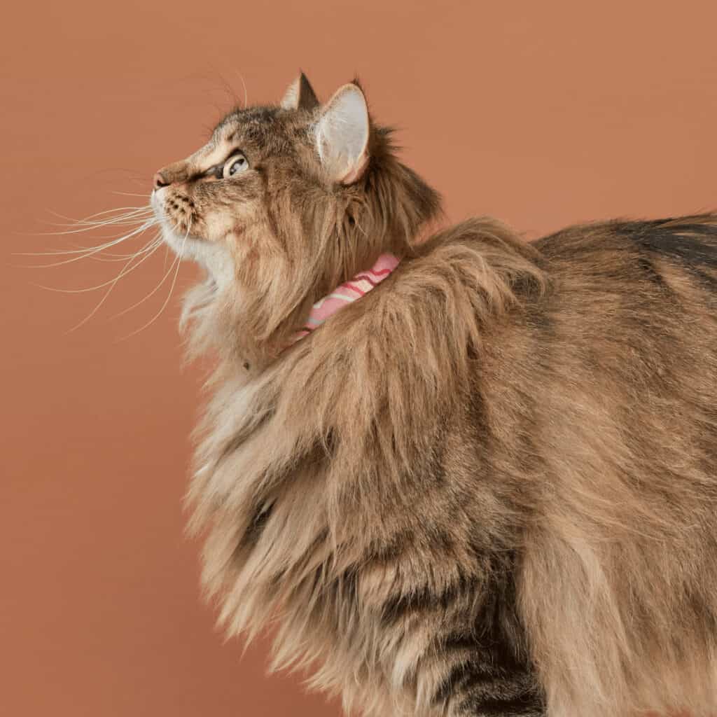 ginger fluffy cat wearing Oscar and Friends collar from their new range for best christmas presents for pets
