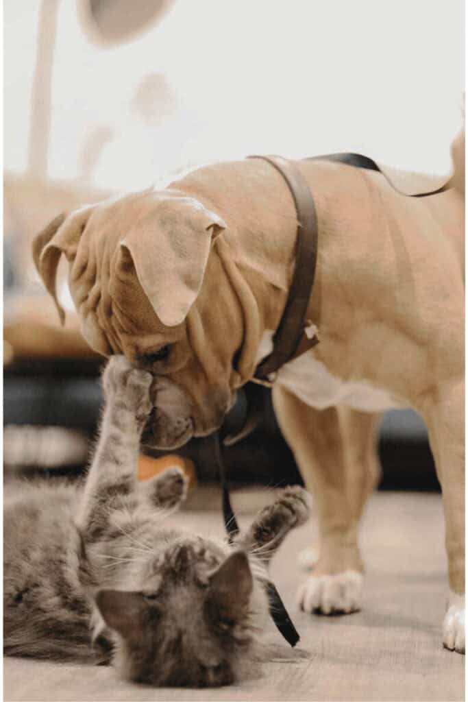 Dog and cat playing for Animal Friendly Life article on pet custody in divorce
