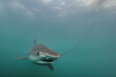 Image HSI-AMCS-N McLachlan 24-small