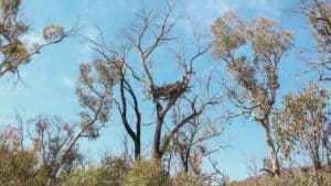 wildlife rehabilitation and restoration at Two Thumbs Wildlife Trust