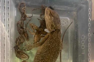 SF WHYARATTA reptiles#12