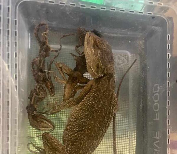 Lizards seized by police for wildlife crime Australian native reptiles smuggling