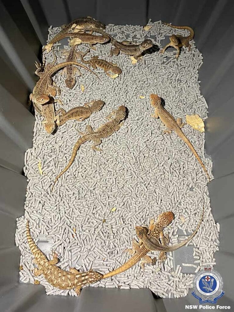 Reptile smuggling lizards seized by police