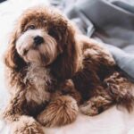 Brown Cavoodle sitting on pet for Australia's most popular dog breed