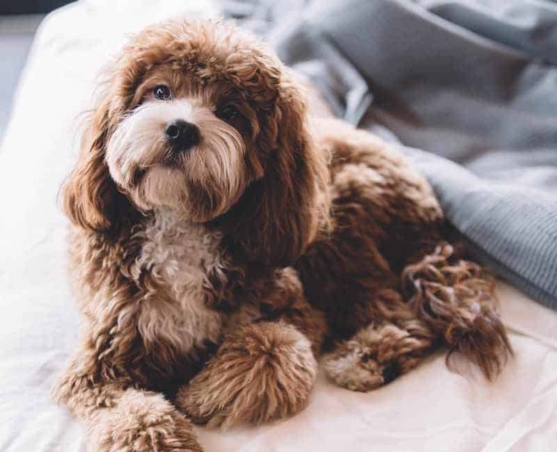 Brown Cavoodle sitting on pet for Australia's most popular dog breed