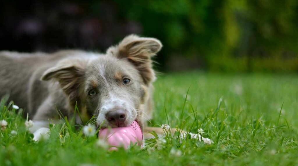 Border Collie on grass chewing pink Kong for Animal Friendly Life article Why do dogs chew?