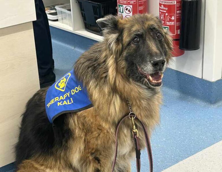 Kali the therapy dog in hospital waiting to visit patients for Animal Friendly Life's Australian Dog of the Year 2024