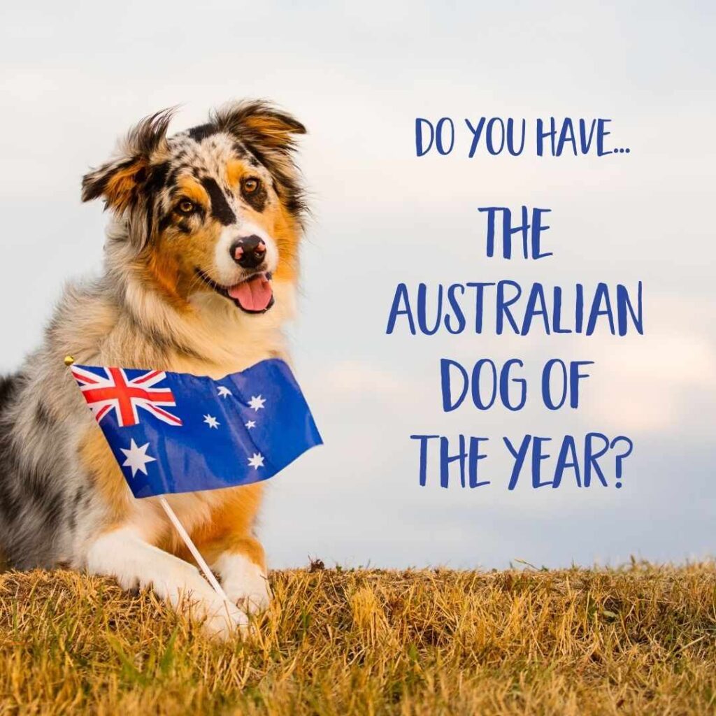 Border Collie with Australian Flag for promo photo for the Australian Dog of the Year 2025 campaign