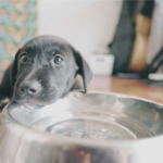 puppy lying head over water bowl for pet adoption myths article on Animal Friendly Life