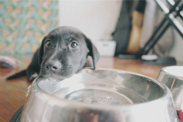 black-dog-resting-head-on-water-bowl