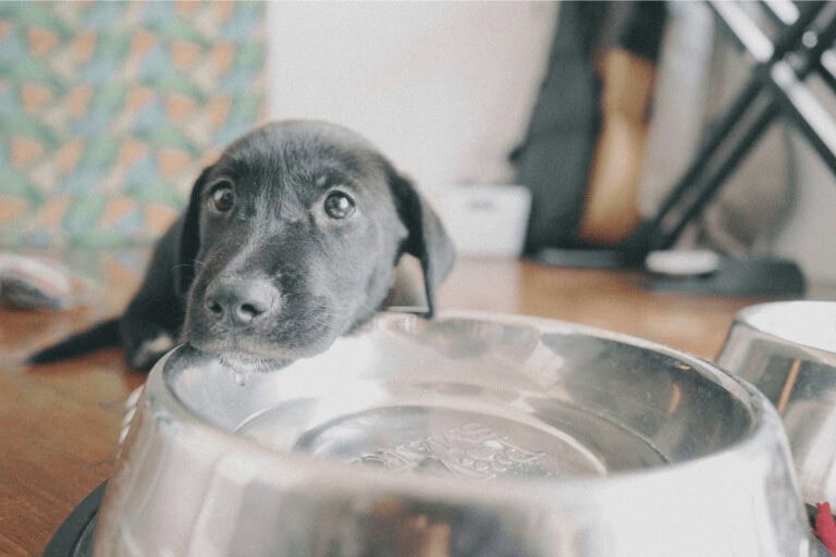 Black puppy resting head on stainless steel water bowl: for Animal Friendly Life's tips with Dr Katrina Warren on meeting pets' water intake