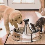 puppy and kitten drinking from pet water fountain for Pet Hydration