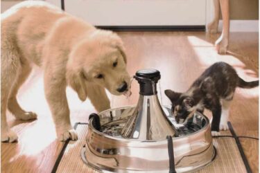 puppy-and-cat-drinking-from-the-PetSafe-Pet-Fountain