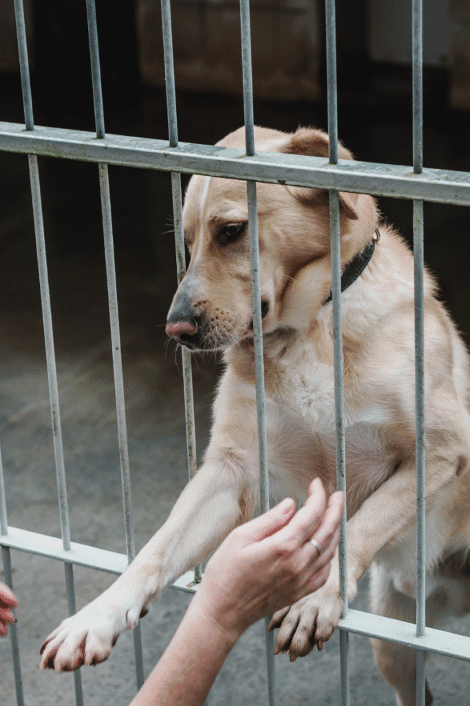 Shelter dog touching person through cage for pet rescue myths busted 