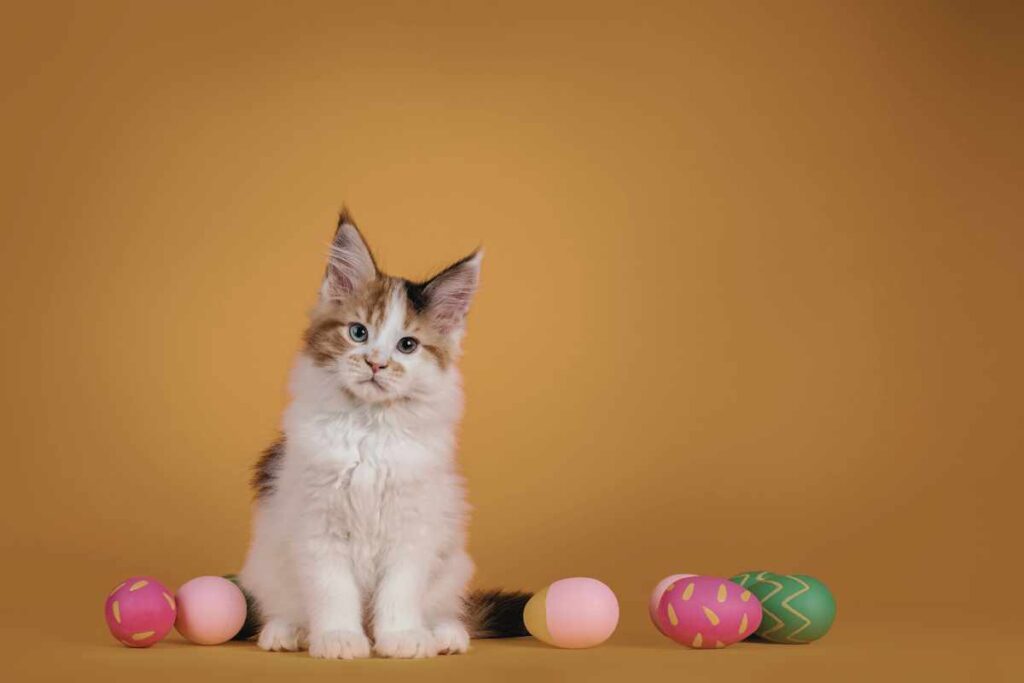 Kitten with plastic coloured eggs on orange background for pet-safe Easter 