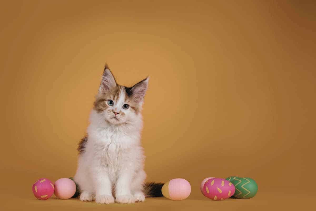 Kitten with decoration eggs for pet-safe Easter celebrations
