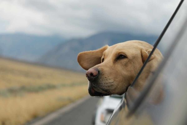 Dog in car with head out window for pet travel safety