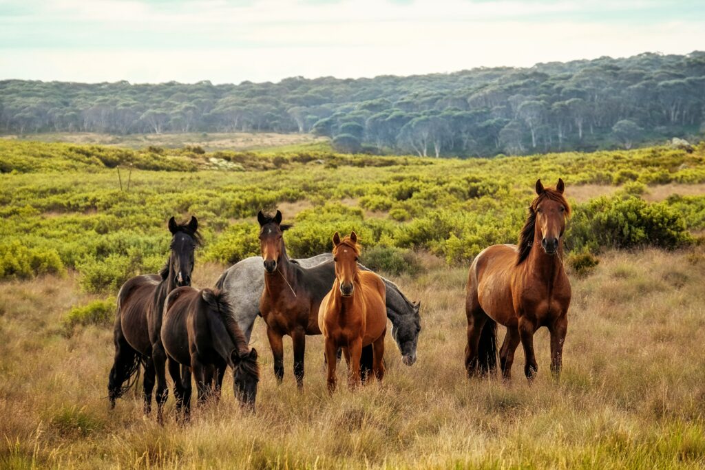 Horses in large field for article on Coalition for the Protection of Racehorses calling for change