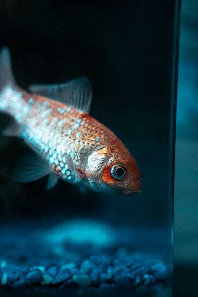 fish in fish tank for pet fish article