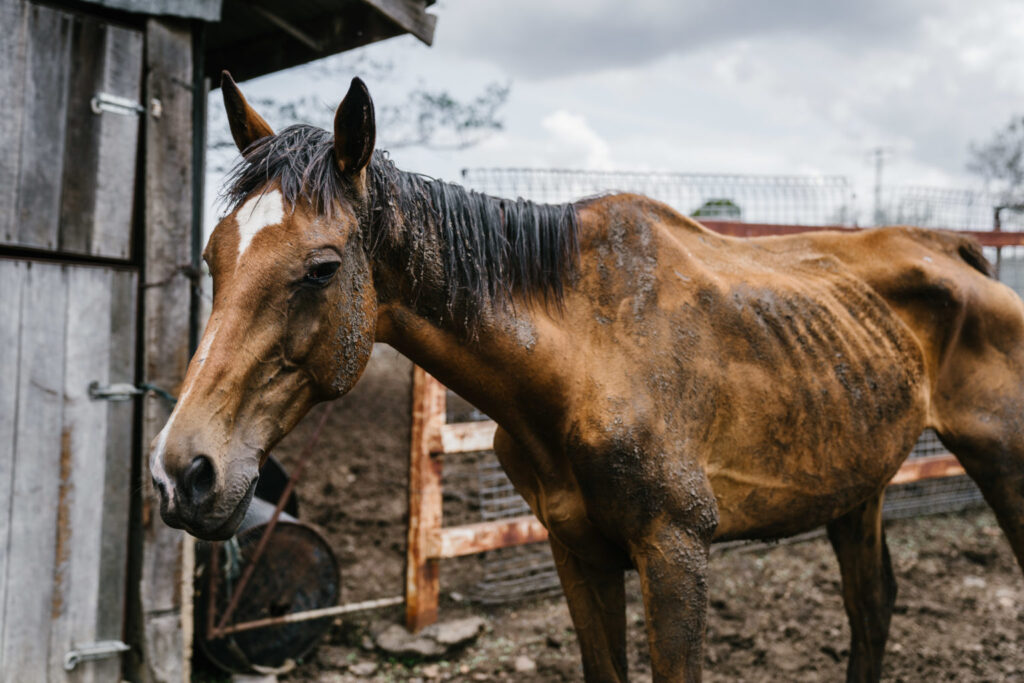 An emaciated horse in a paddock for article Animal Friendly Life's mass horse death discovery leads to further concerns about racehorse welfare