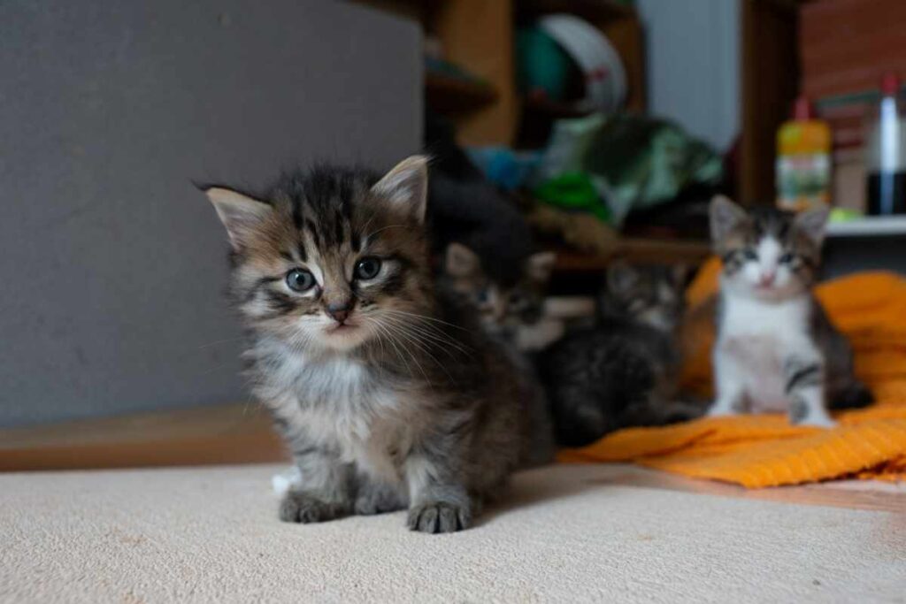 Two kittens on orange blanket for Animal Friendly Life article on CANA calls for owners to desex and adopt amid crisis of stray cats in Australia