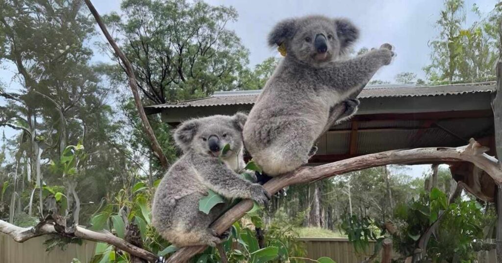 Rescued koalas Mack and Gage in WIRES care before released back into the wild as government announces wildlife care centre to help koalas