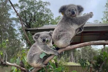 Mack and Gage the WIRES rescued koalas from Sydney