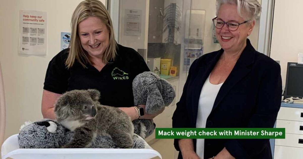 Minister Penny sharpe visits Mack the koala in hospital for Animal Friendly Life's article on the new wildlife care centre set to help the koala population in Sydney