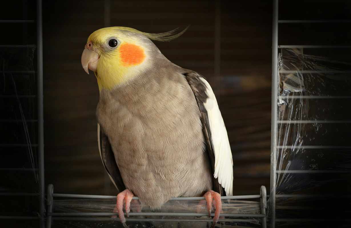 Cockatiel on perch for are birds good pets for children
