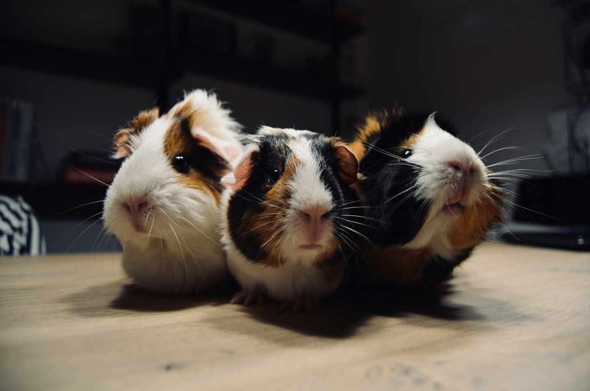 Three guinea pigs kept as pets for popular kids pets