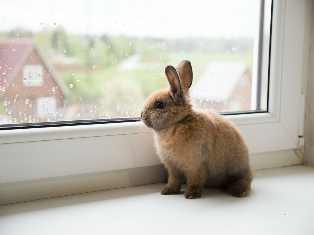 Pet rabbit looking out window of home for how to care for rabbits in Animal Friendly Life