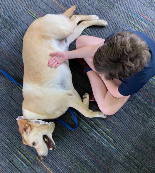 A therapy dog gets a tummy rub from a student for Paw Pals therapy dogs helping students in class