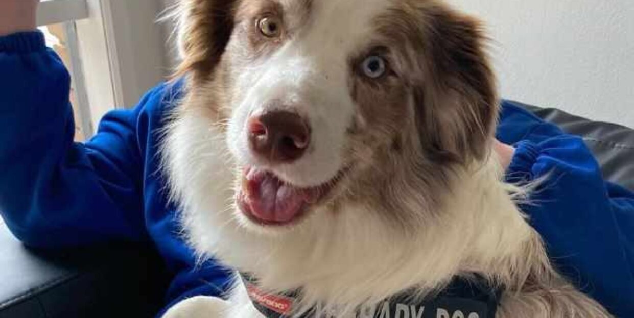 therapy-dog-on-student-lap