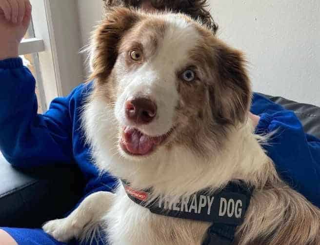A brown and white border collie therapy dog on a boy's lap for Animal Friendly Life's article highlighting common working dog breeds on Work like a dog day 2024.
