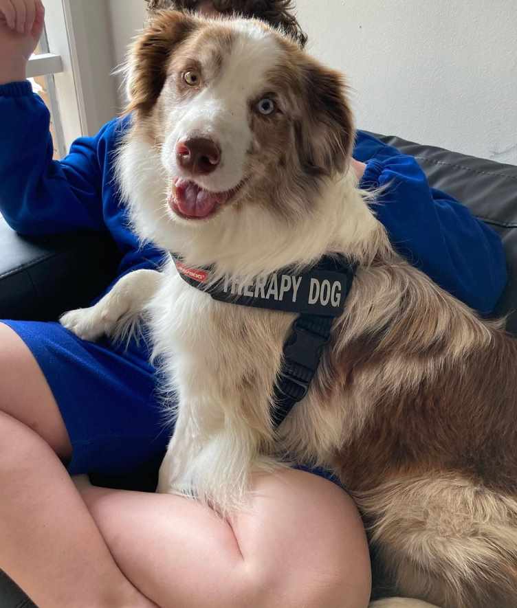 A Paws Pal therapy dog sitting on a student's lap for Animal Friendly Life's article on therapy dogs in schools
