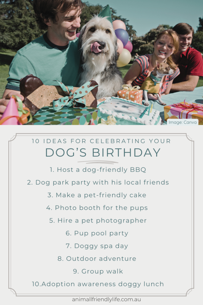 a man celebrates birthday party for pets with his dog at the park