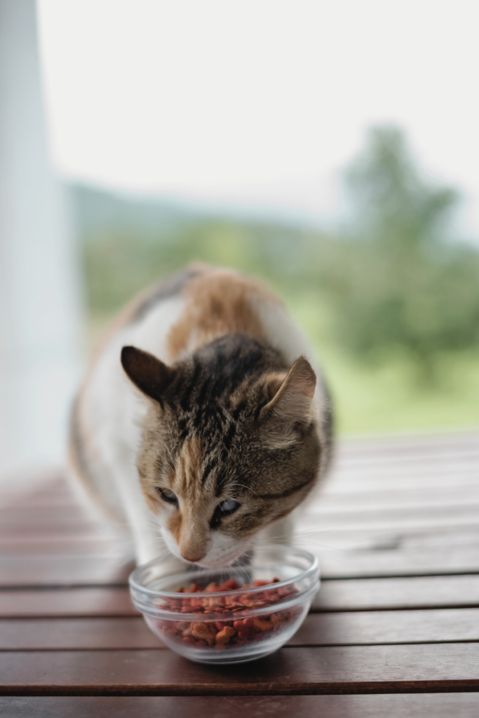Cat eats bowl of kibble for Animal Friendly Life article on pet obesity in Australia