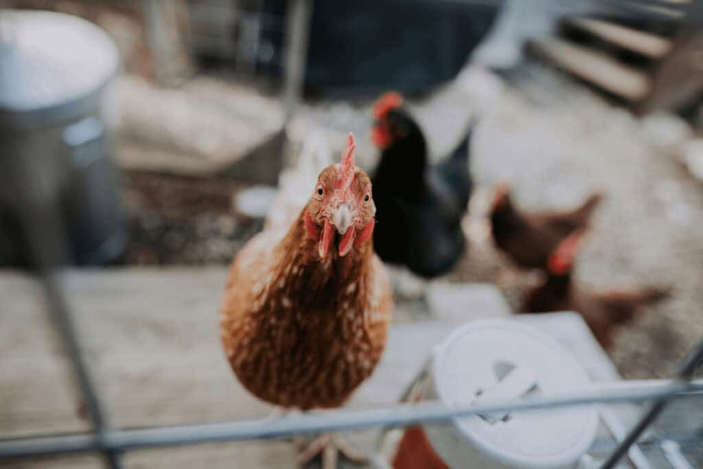 A chicken in a backyard coop for here's why chickens are great first pets for kids