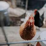 A chicken in a backyard coop for here's why chickens are great first pets for kids