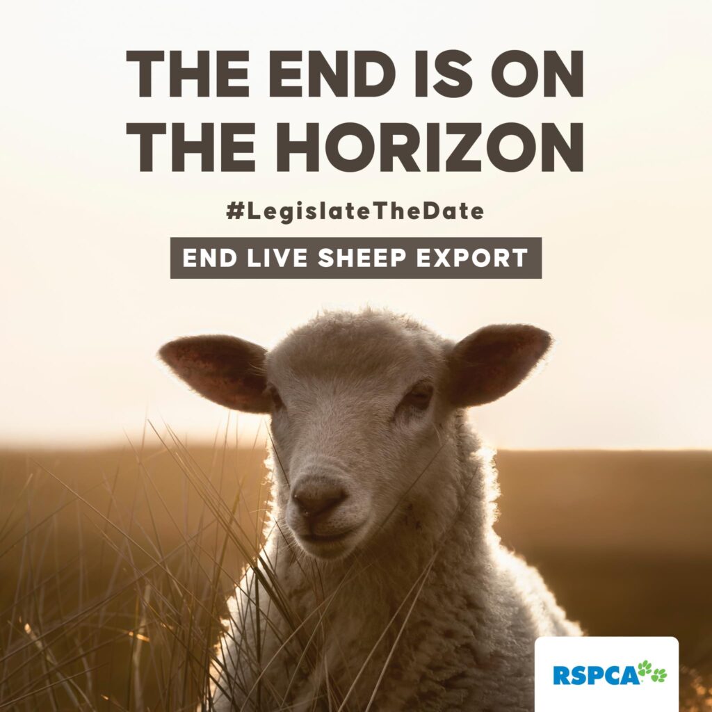RSPCA's campaign photo for the phase out of live sheep export phase out
