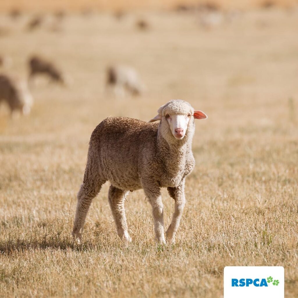 Sheep on farm for RPSCA campaign