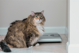 Overweight cat sits next to scales for pet health and nutrition