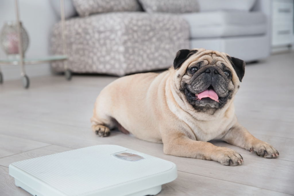 Overweight pug sits next to scales for article on pet obesity in Australia