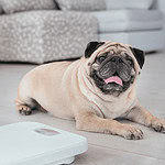 Overweight pug sits next to scales for article on pet obesity in Australia