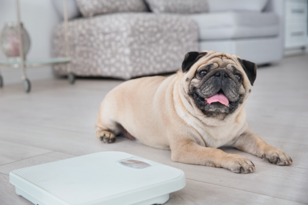 Overweight pug sits next to scales for Pet Obesity in Australia