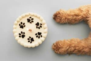 dog paws near dog birthday cake for birthday party for pets article with Lara Shannon