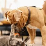Dog and cat playing for pet obesity in Australia